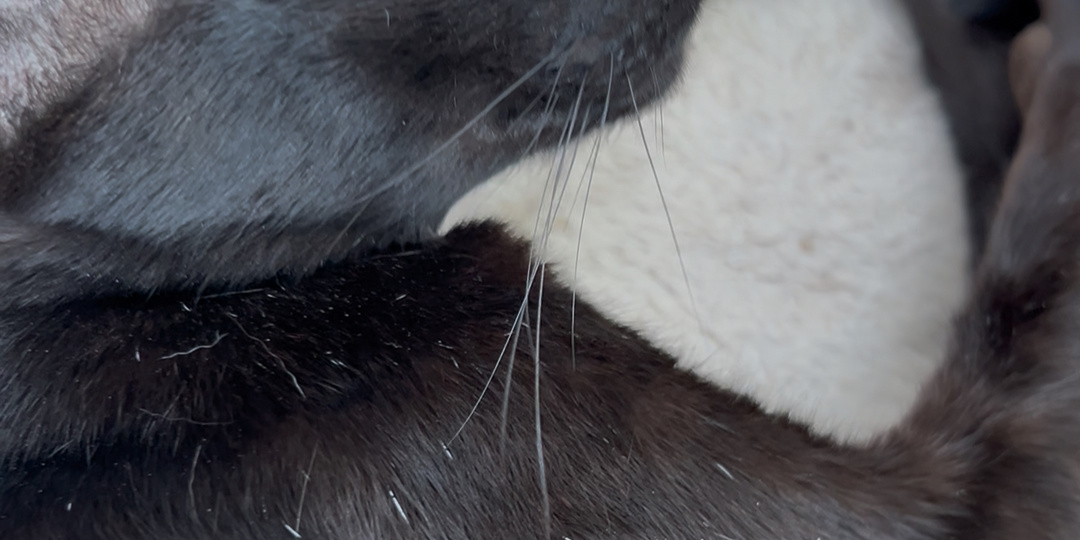 Мой кот поседел