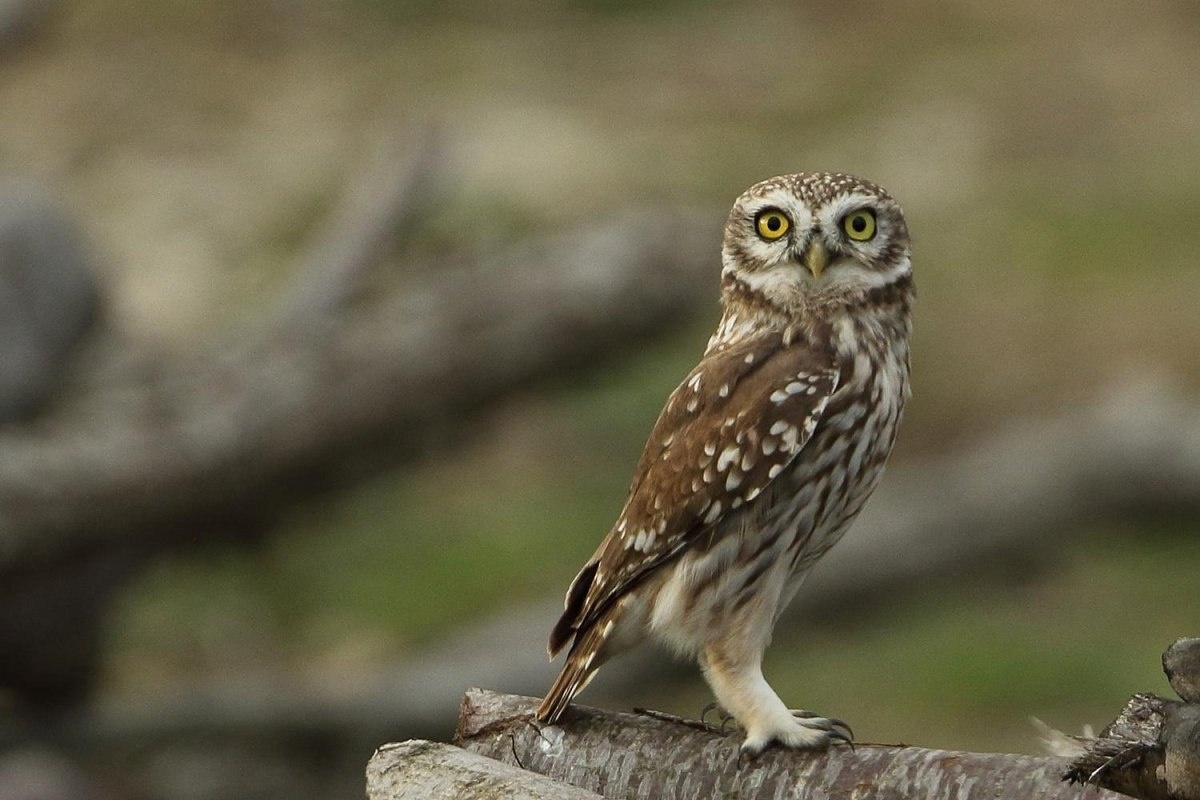 Фото с сайта: https://poknok.art/19930-filin-malenkij-pticy.html