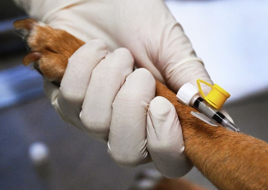     / Источник: © Виталий Аньков/РИА Новости