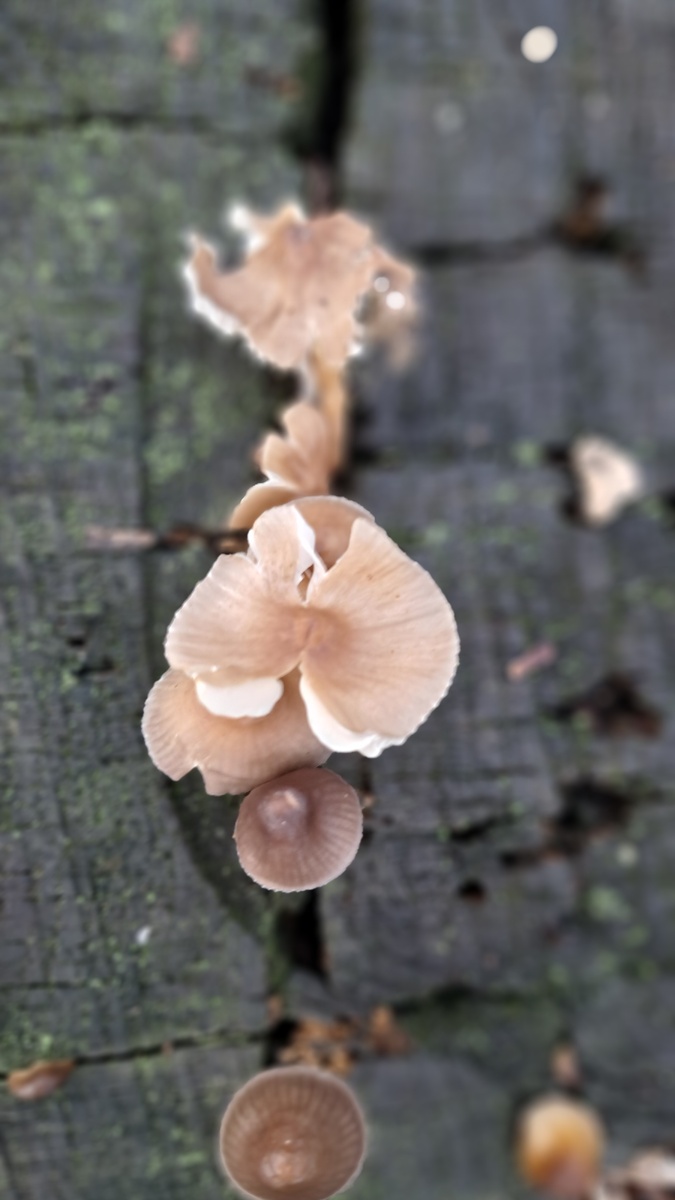 Тихая охота