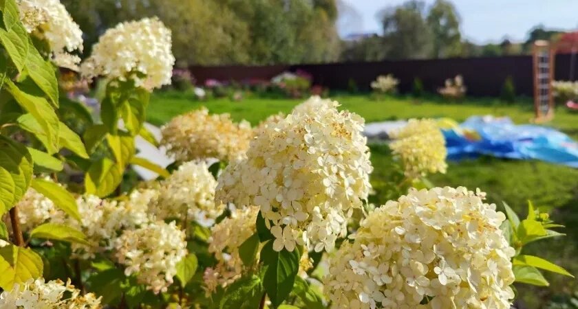    Гортензии осенью до морозов — непременно: 3 простых шага — и в следующем сезоне куст руками не обхватить