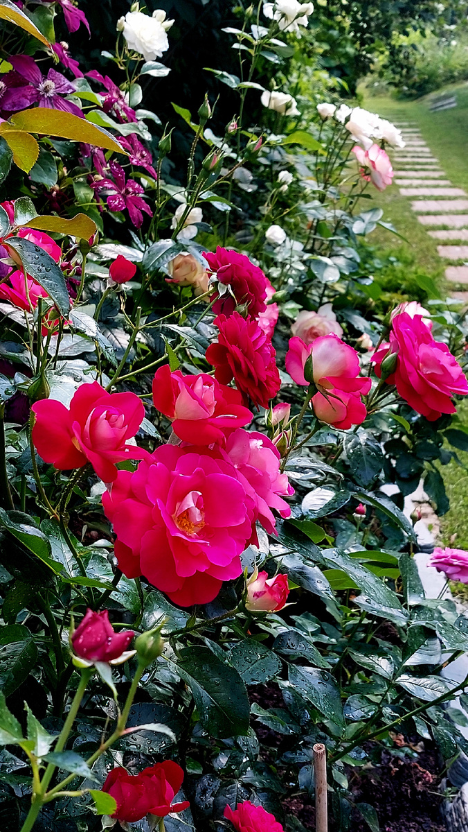 Хайматмедоди. Флорибунда