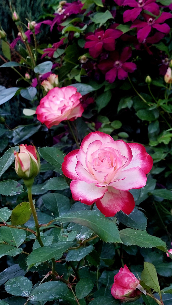 Юбилей принца Монако. Флорибунда