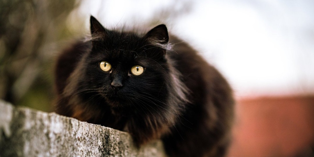 Не мог поверить в спасение: в Жиздре нашли кота в критическом состоянии