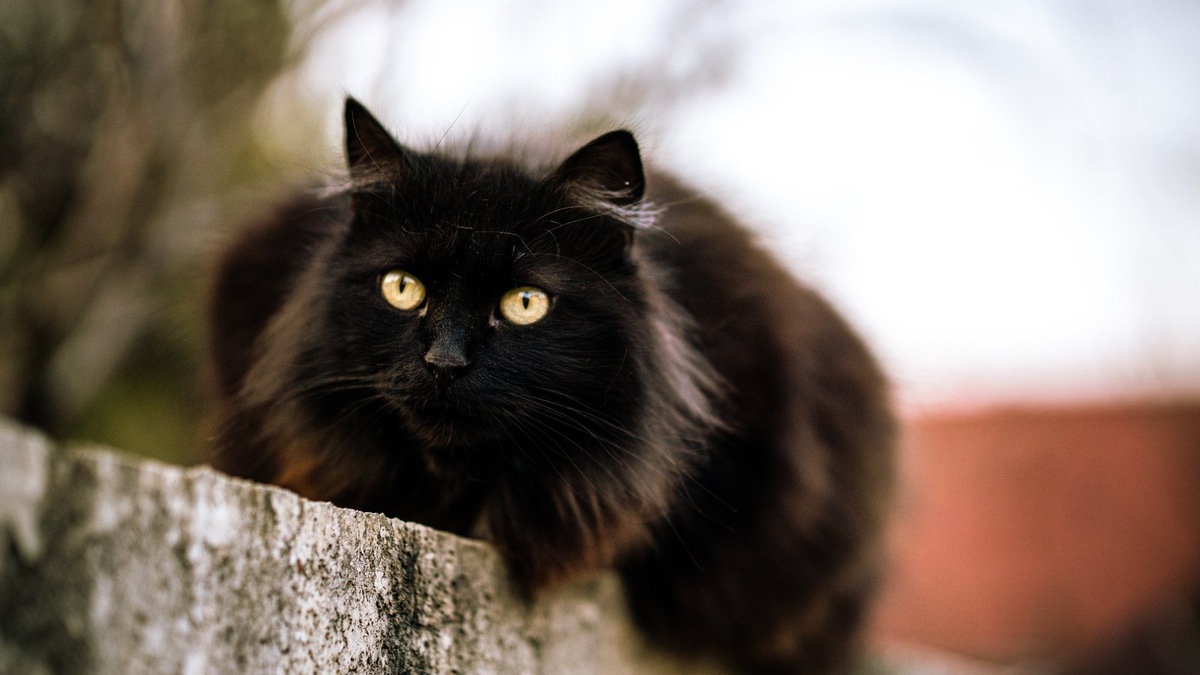    Черный кот, похожий на Ботана