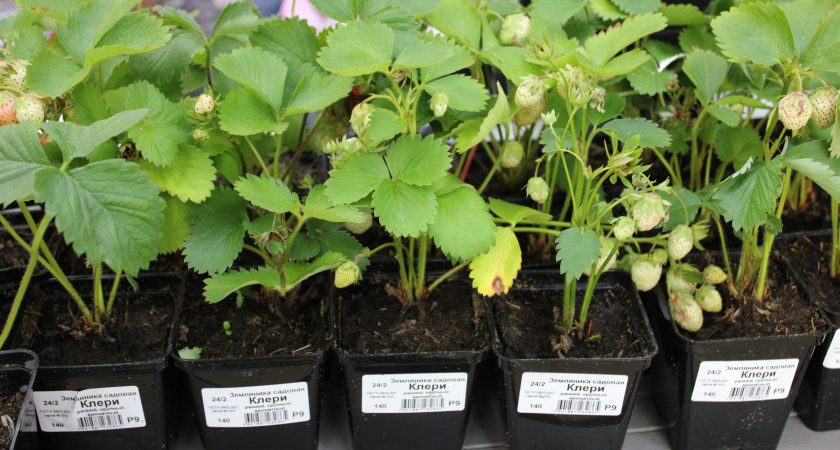    Зимний сад на подоконнике: выращиваем свежую зелень круглый год без фитоламп - 6 культур растут даже в темноте