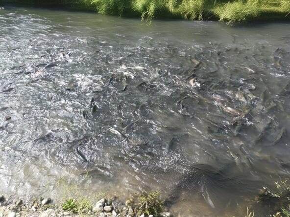 Бассейн на реке – достаточно эффективно и недорого, особенно если не ставить очистные сооружения. Проблема в ограниченности количества пригодных для этого рек и по сути отчасти серой схемы в работе такого бизнеса.