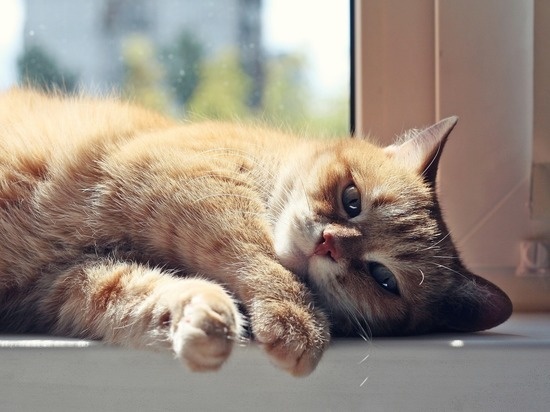 Фото из Интернета. 