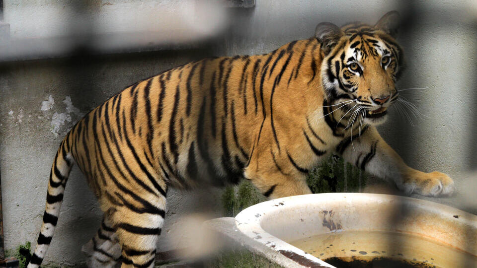     Спи, где дают: тигров и львов три года не перевозят из закрытого зоопарка в Уфе www.globallookpress.com/Zhang Gaiping/XinHua