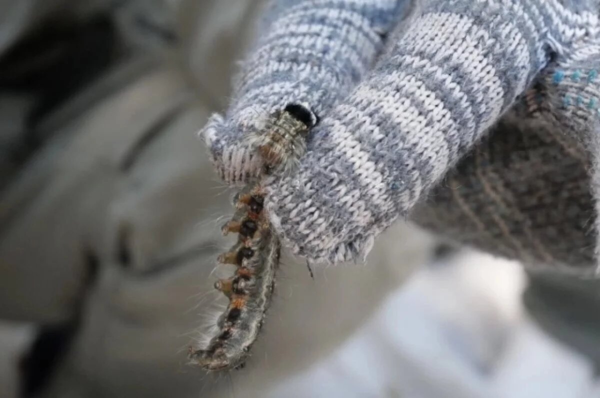    Новые очаги сибирского шелкопряда нашли в лесах Бурятии