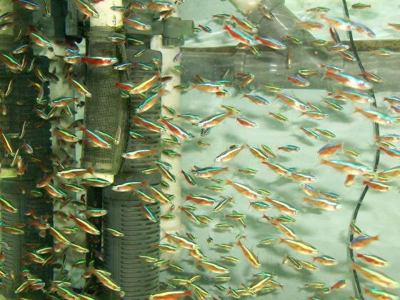 Красные неоны в выростном аквариуме