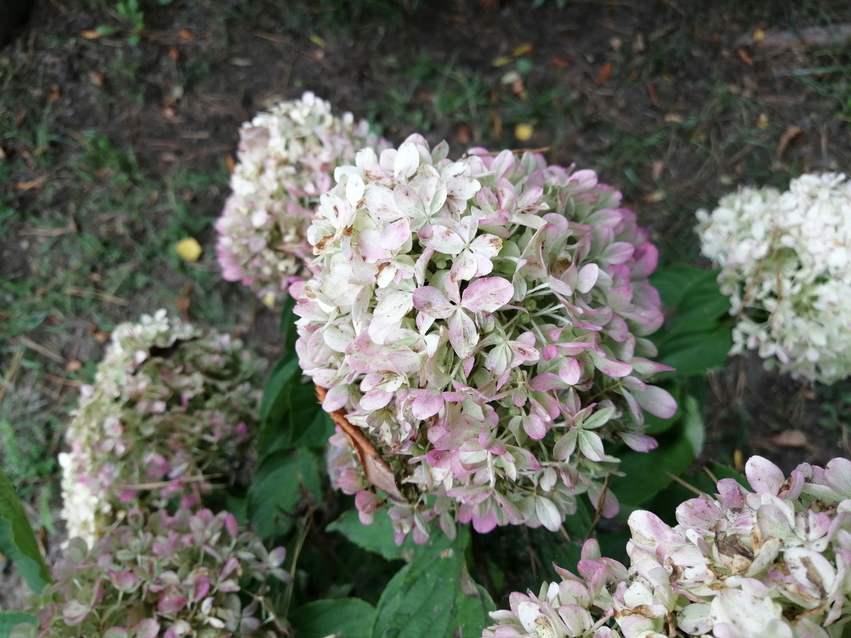 Гортензия Коттон крим