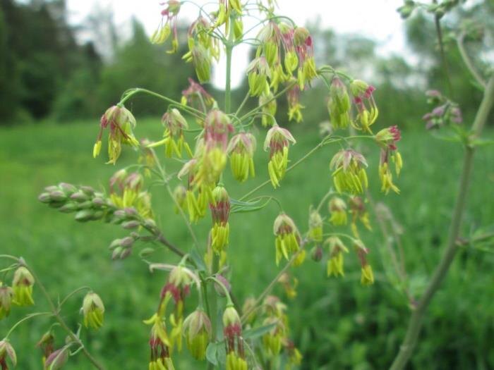 Цветки василисника простого примечательны своими тычинками (фото из архива автора)