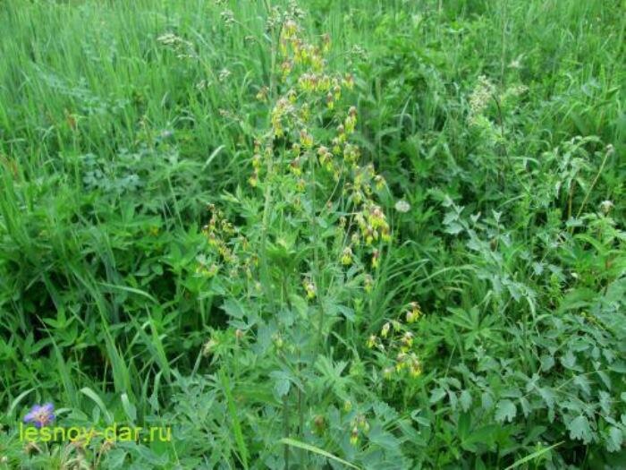 Василисник простой (фото с блога "Лесная кладовая")