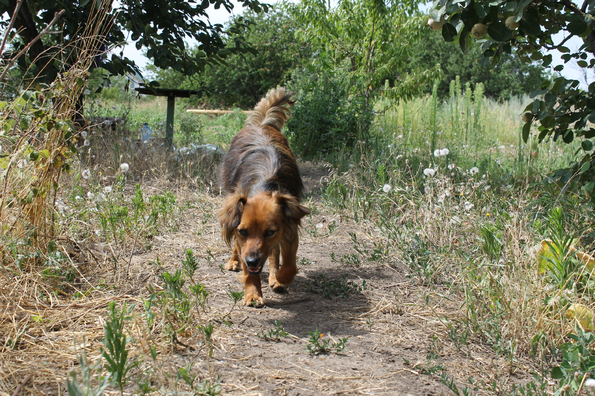 тут Дружку нет и года