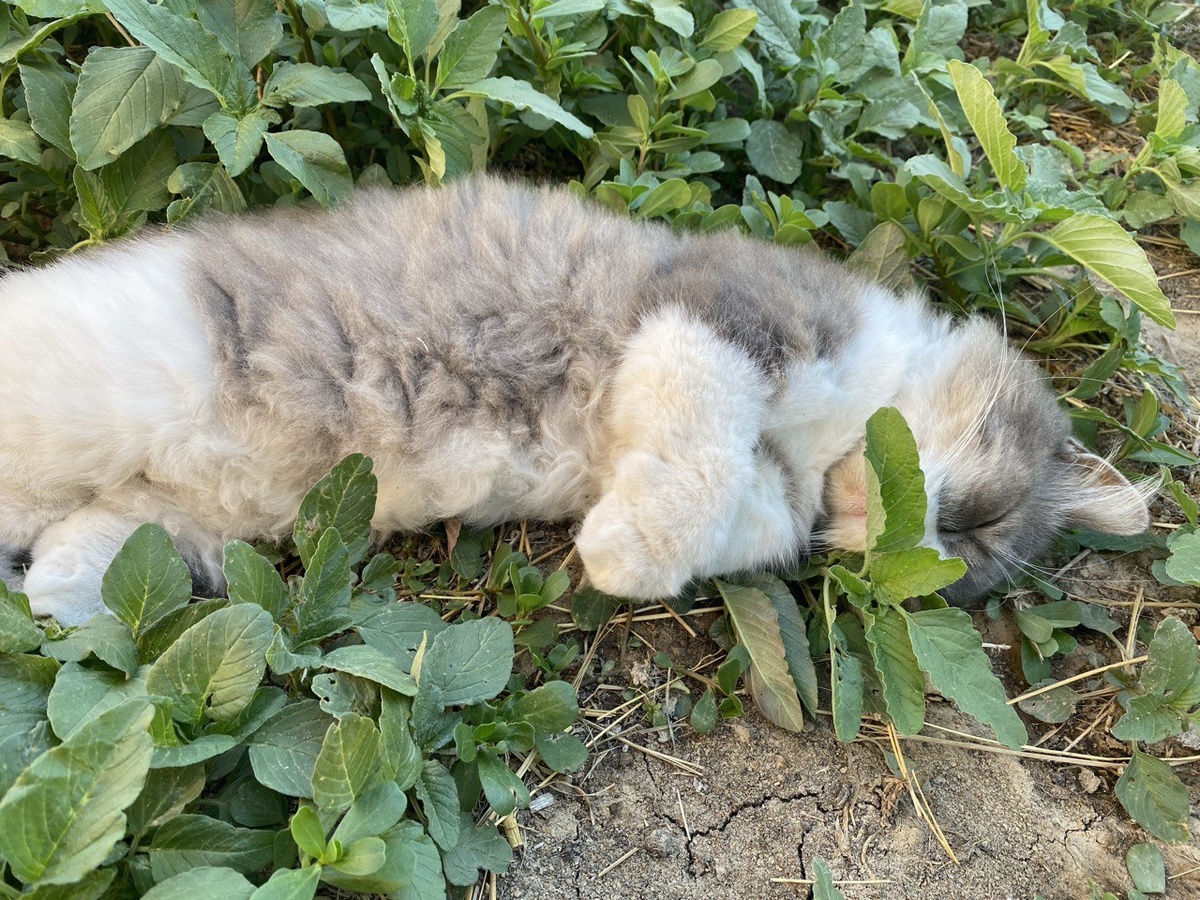 Мася спит в траве