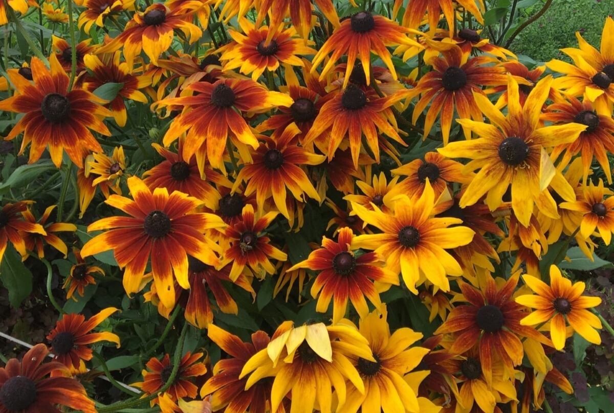 Рудбекия – любимица многих садоводов 