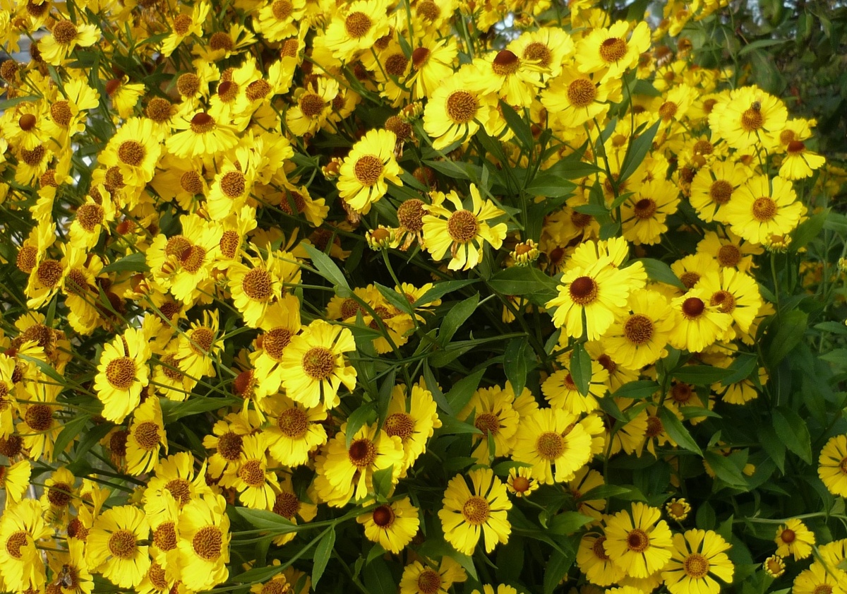 Гелуниум можно сделать более компактным 