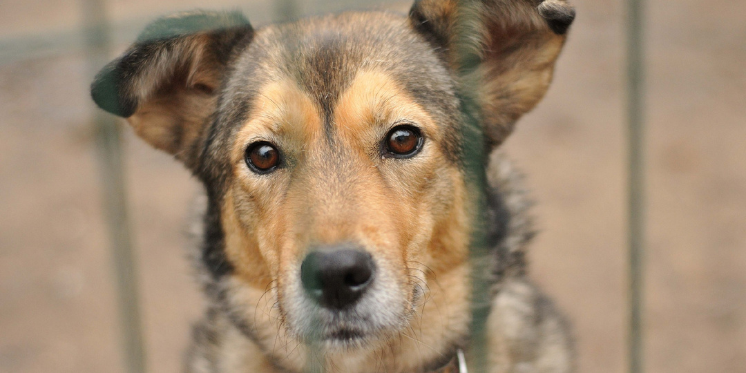 Плюшка. Хозяйка умерла, она сиротой оказалась в приюте