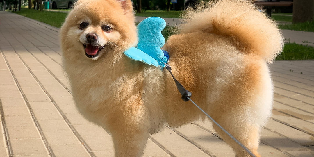 История соседской собаки спасла мою: что я теперь никогда не делаю на прогулке