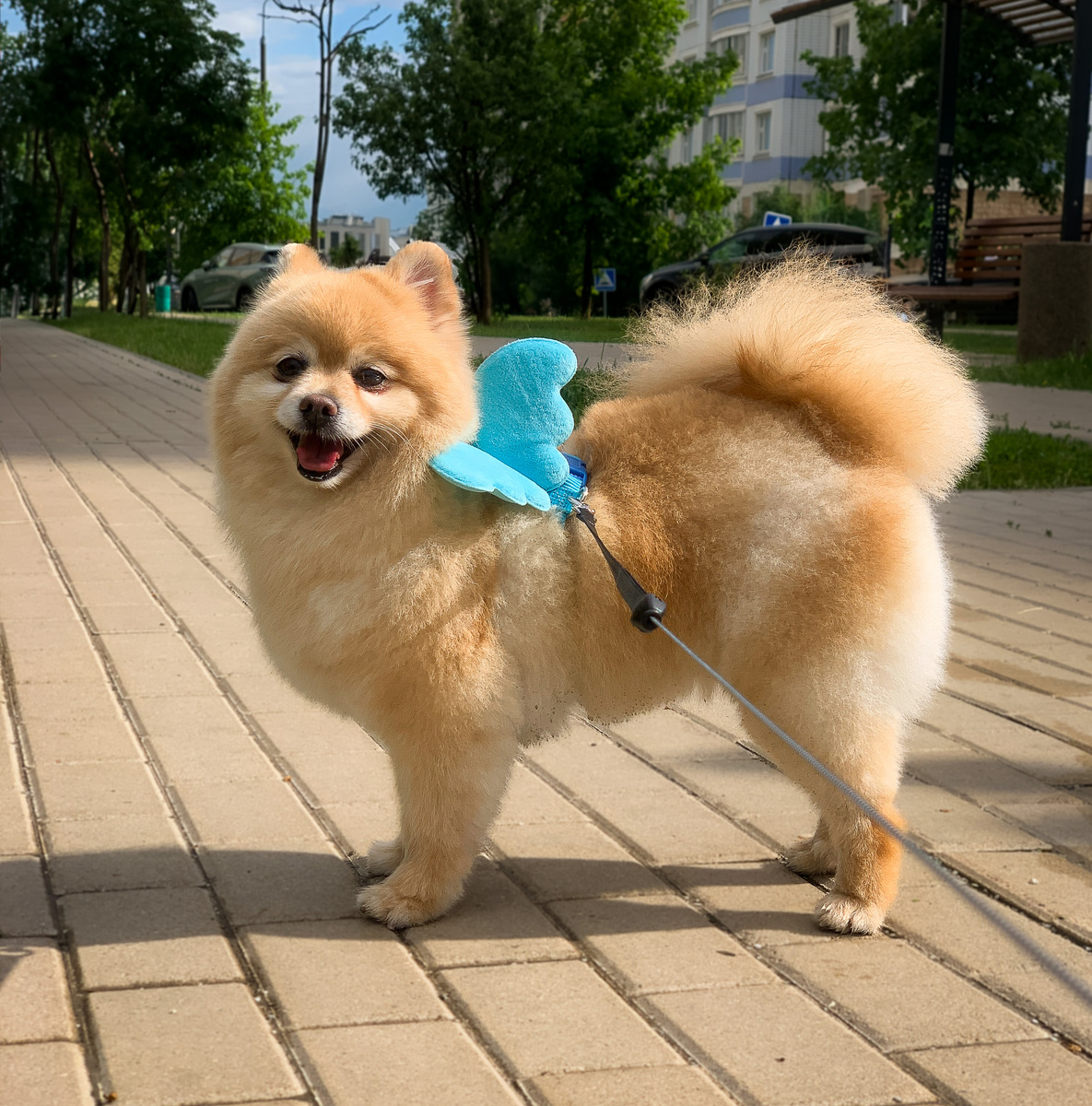 Вечно жизнерадостная Буся