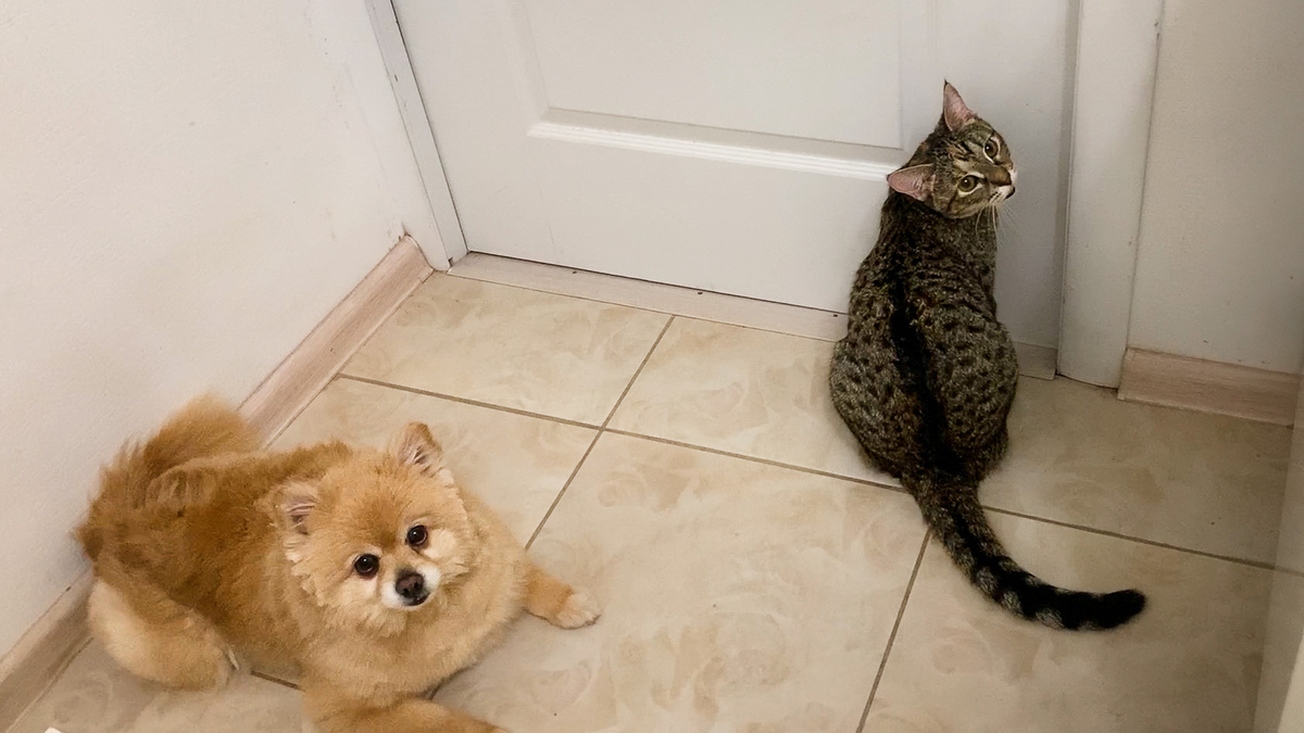 Лана (кисюня наша), тоже просится гулять