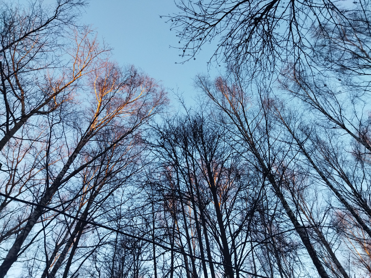 Вид в верх. Кроне деревьев озарены утренним солнцем.