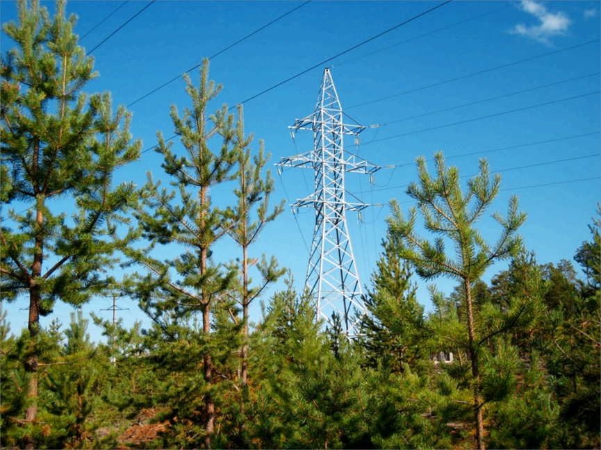 На первый взгляд, вполне безобидные опоры в лесу