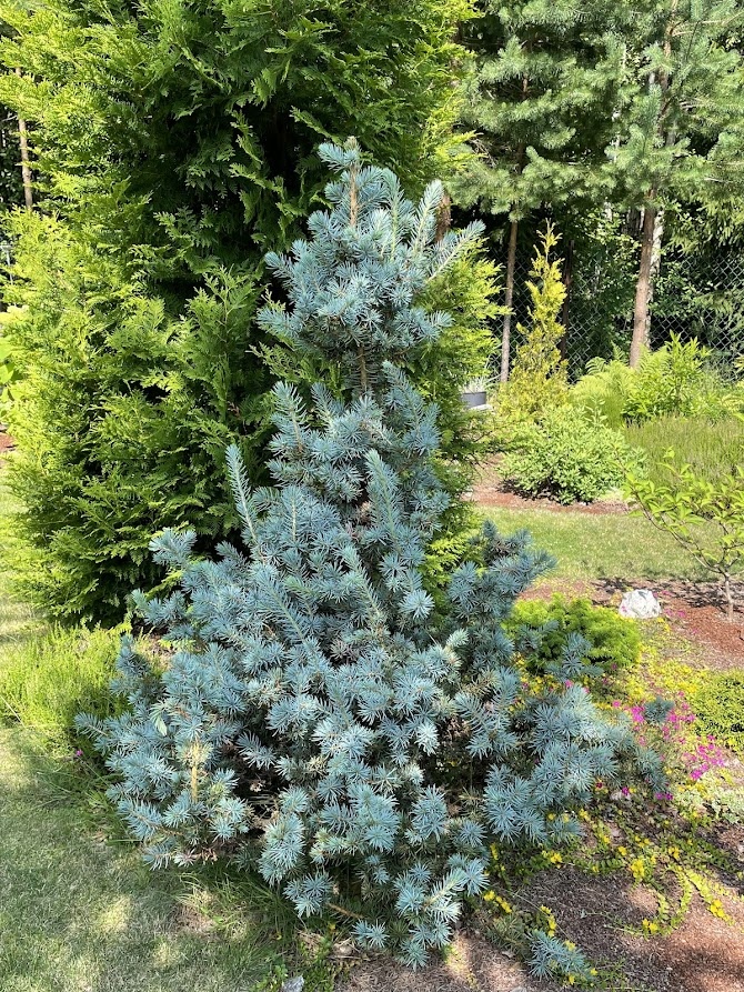  Picea pungens Mecky