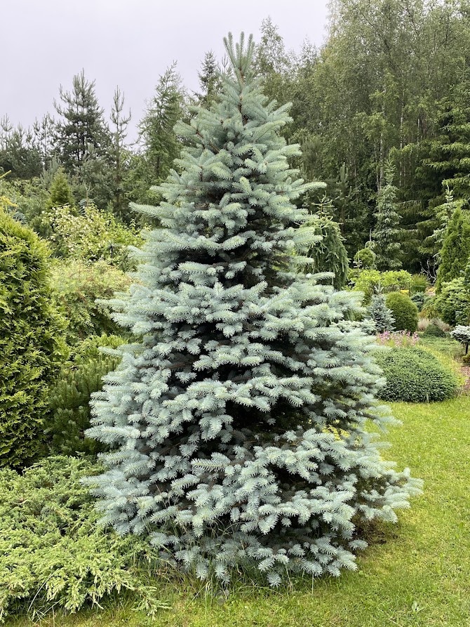 Picea pungens Blue Diamond