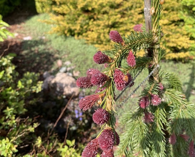 Сколько в саду ёлок?
