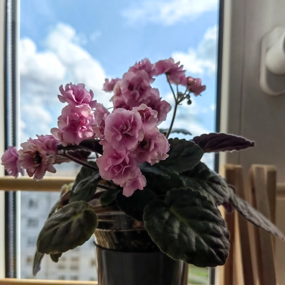 Фиалка Dresden Doll. Фото автора