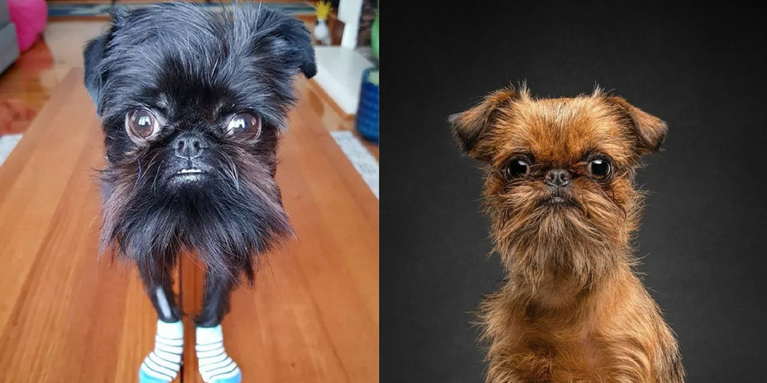 7 интересных фактов о собаке породы гриффон