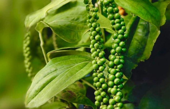 Растёт и зеленеет чёрный перец