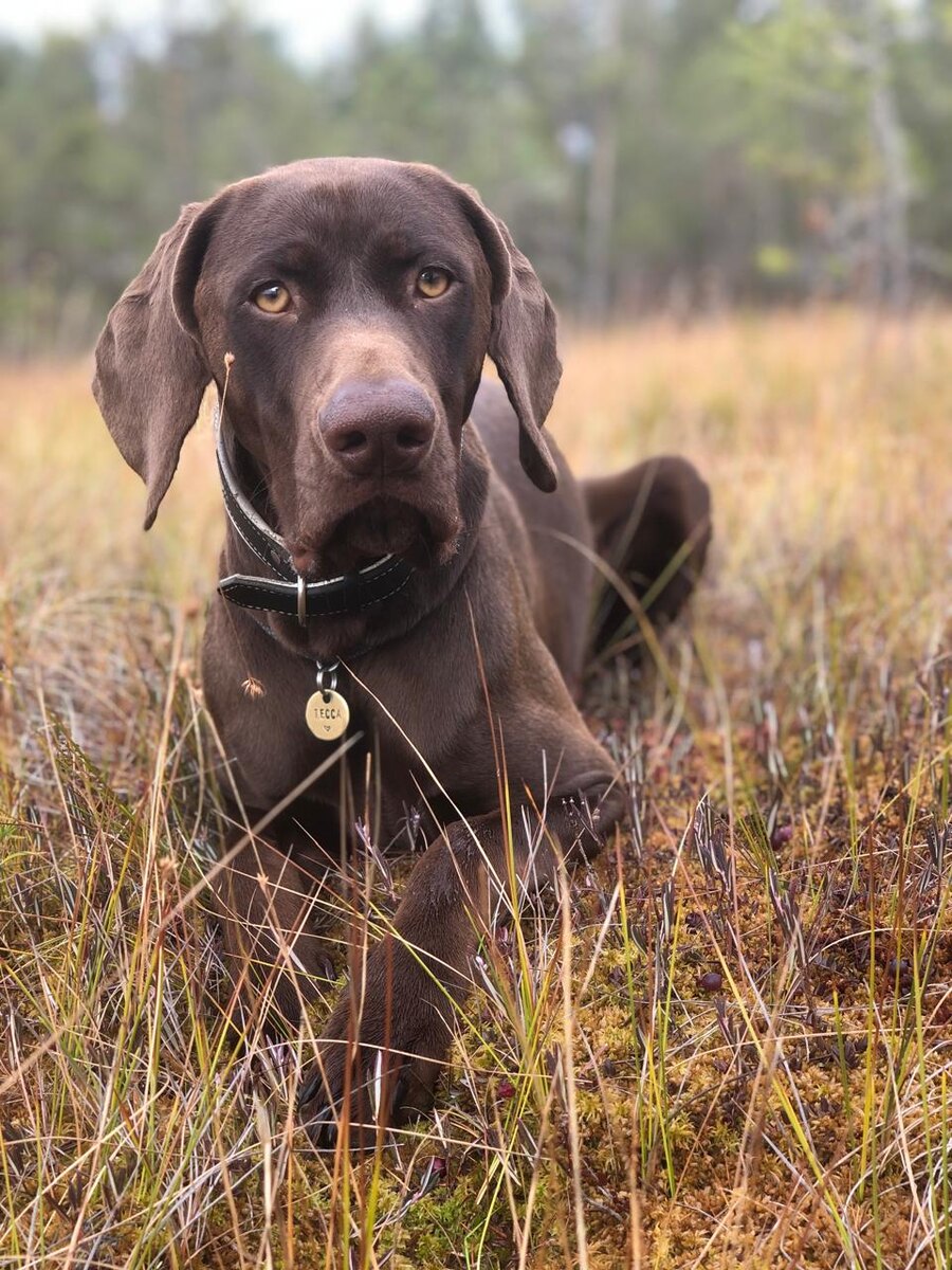 Знакомтесь, это Тесса, главный семейный тренер. 