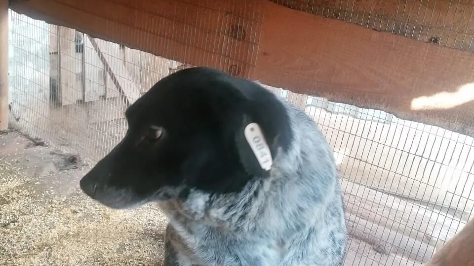 Это Сиротка. Ей нужна помощь