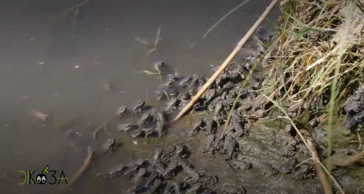 армия юных лягушек готовится к переходу в другой водоем