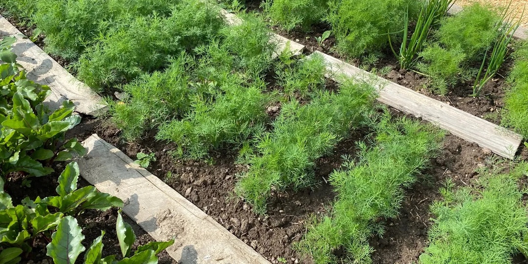 Укроп взойдет щеткой и весь сезон будет кудрявый, без зонтиков. Простая советская хитрость