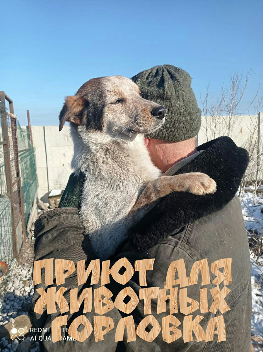 На фото Руслан (мой помощник) с собачкой в приюте