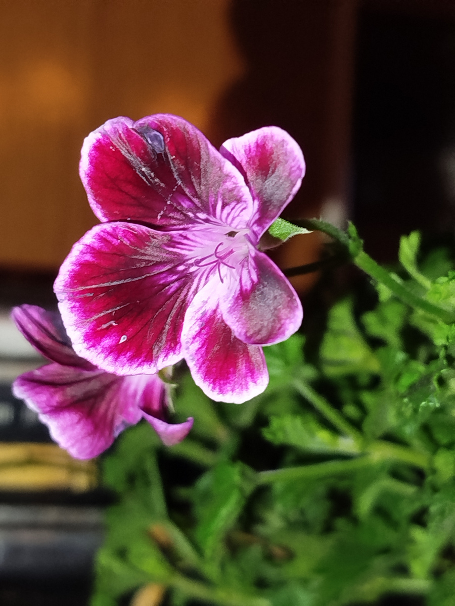 Фото автора. Выглядит немного непрятно, но ей простительно - на тротуаре лежала. 