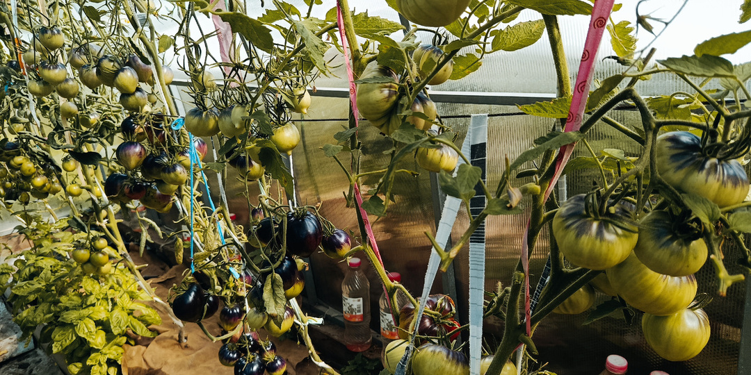 Как я ускорила поспевание помидоров и перца