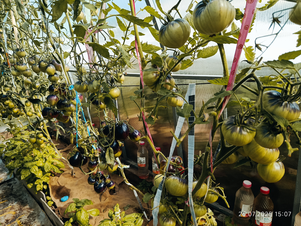 26 июля 25 год, 