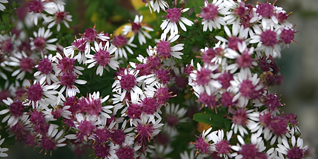 Многолетние астры: осенью без них пусто