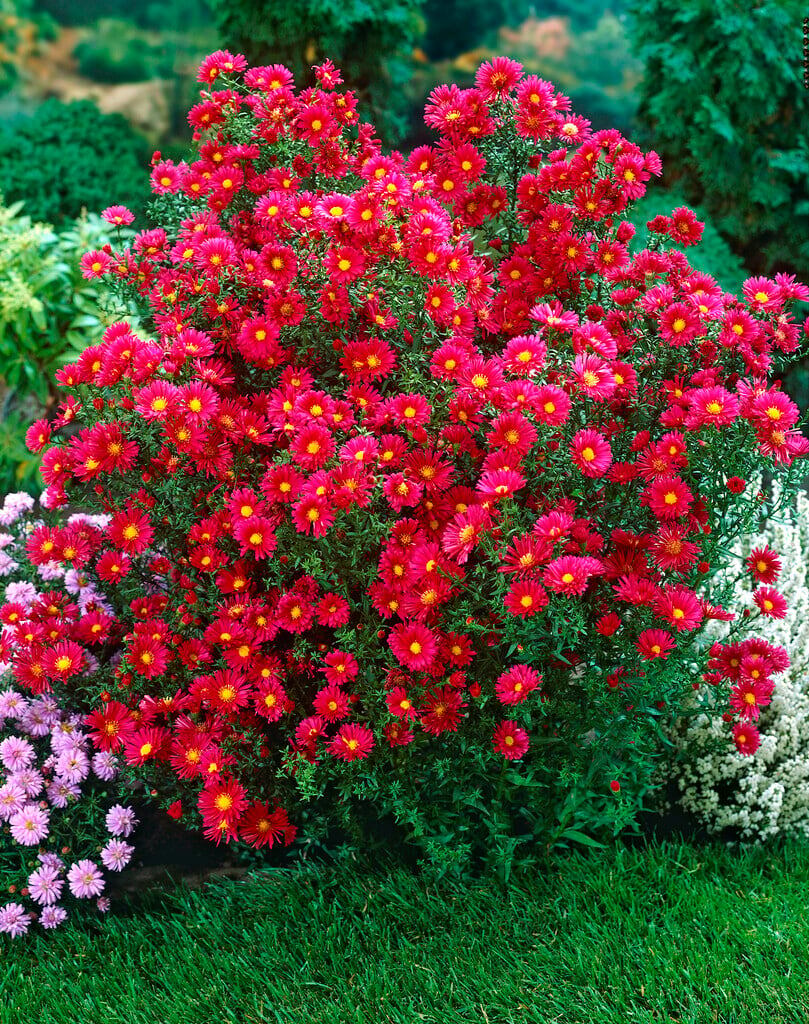 Фото: астра Кримсон Брокар