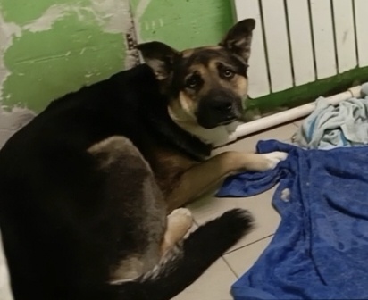 Скромная звезда приюта Джекки