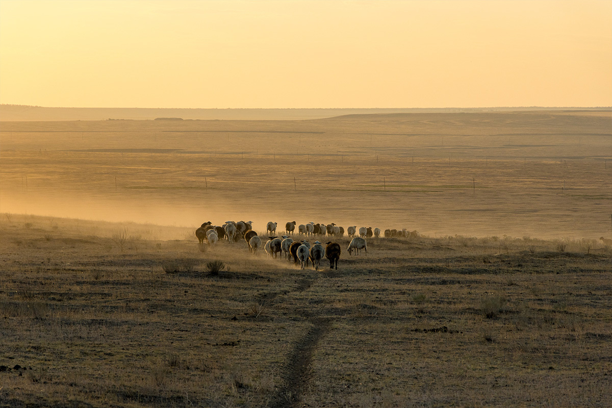 Типичный пейзаж Чёрных Земель 