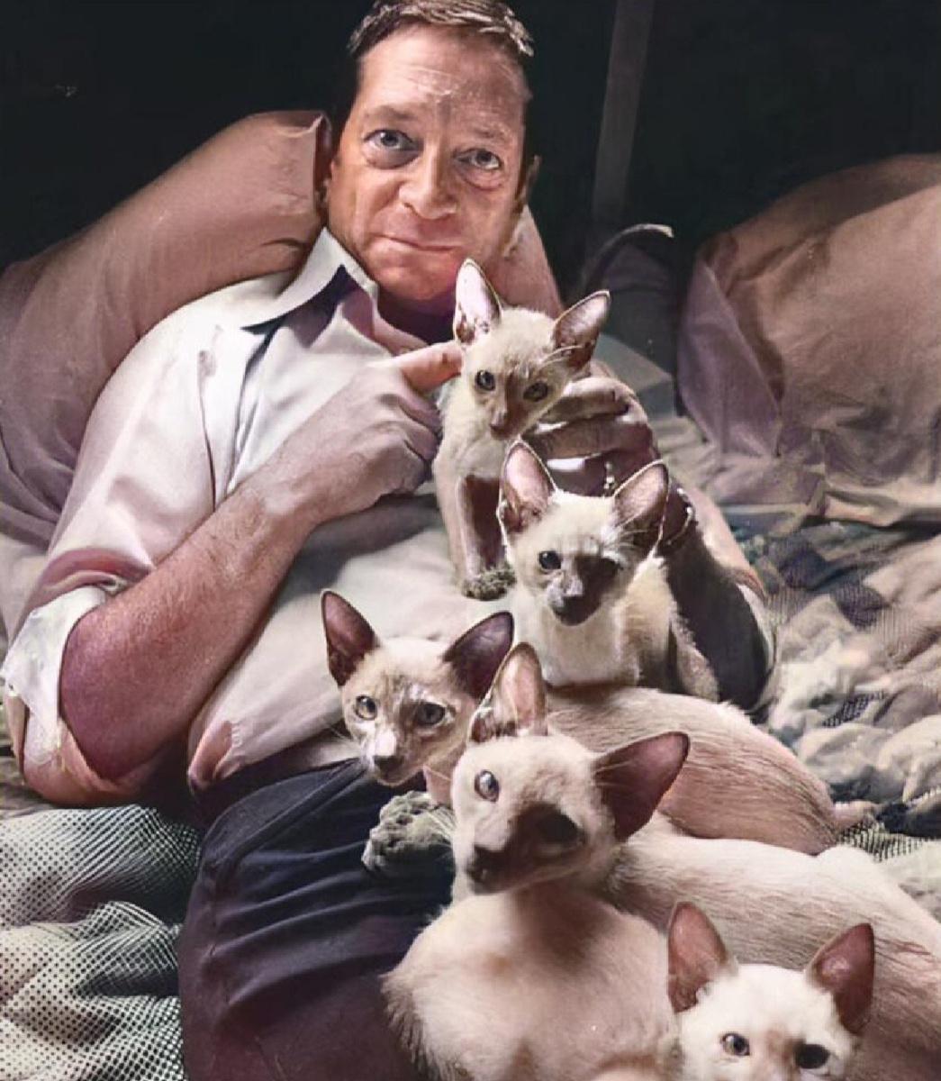 Кошкотерапия - кошки помогают лечить людей