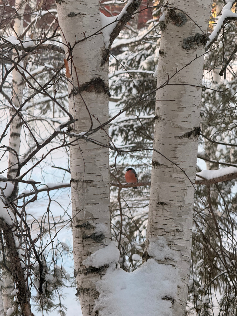 Одинокий снегирь 