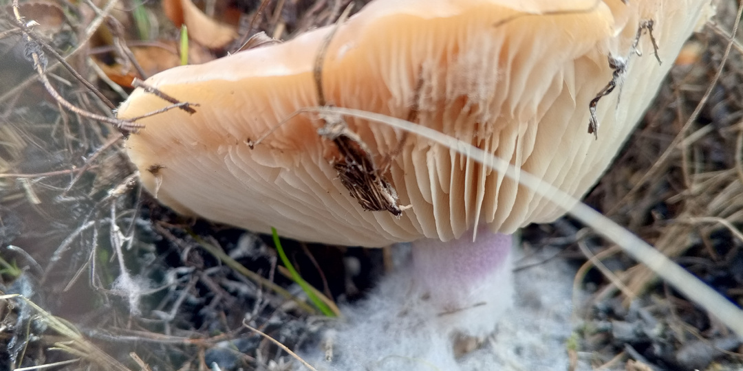 Как заготовить синеножку на зиму: 2 лучших способа