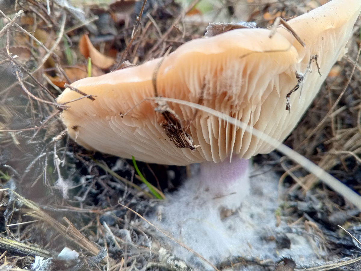 Синеножка во льду. Фото авторов